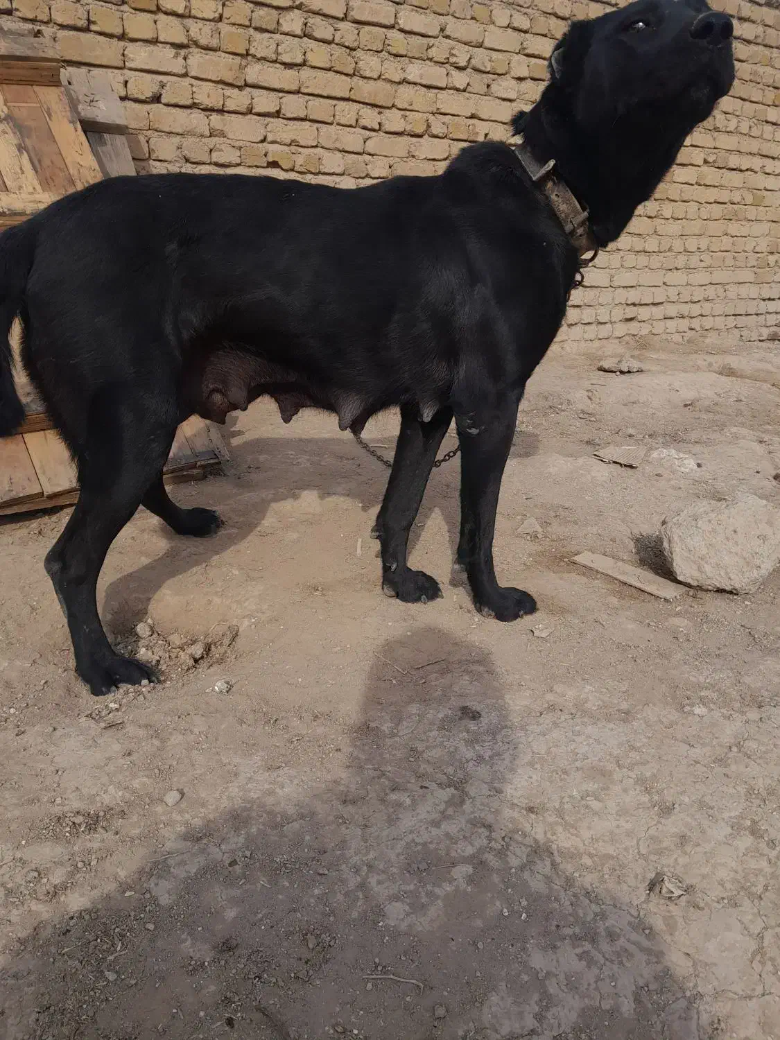 سگ  نگهبان سرابی ماده|سگ|چهاردانگه (تهران), |دیوار