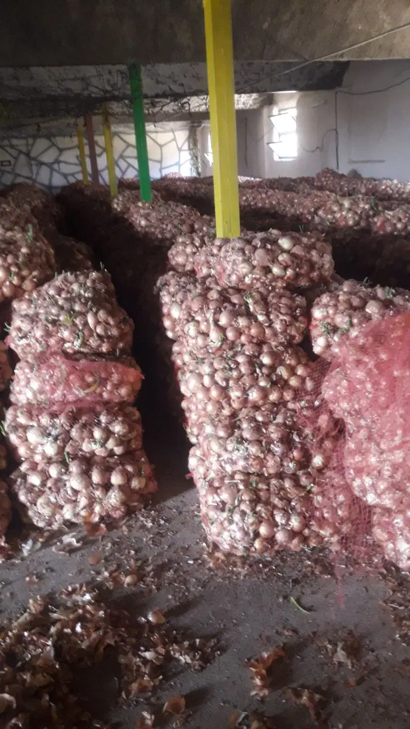 صد تن پیاز زرد شش ماهه فروشی|خوردنی و آشامیدنی|سیلاخور, |دیوار