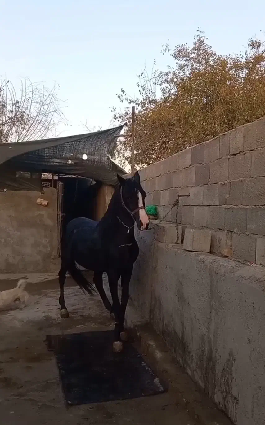 اسب|اسب و تجهیزات اسبسواری|تهران, جوادیه|دیوار