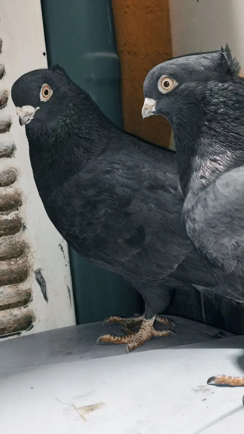 کبوتر زاغ نوک ریز اصل|پرنده|دهدشت, |دیوار