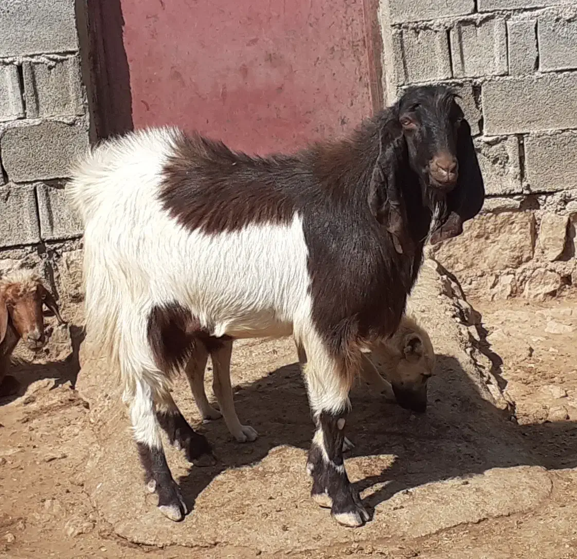 ساورن پاکستانی|حیوانات مزرعه|دالاهو, |دیوار