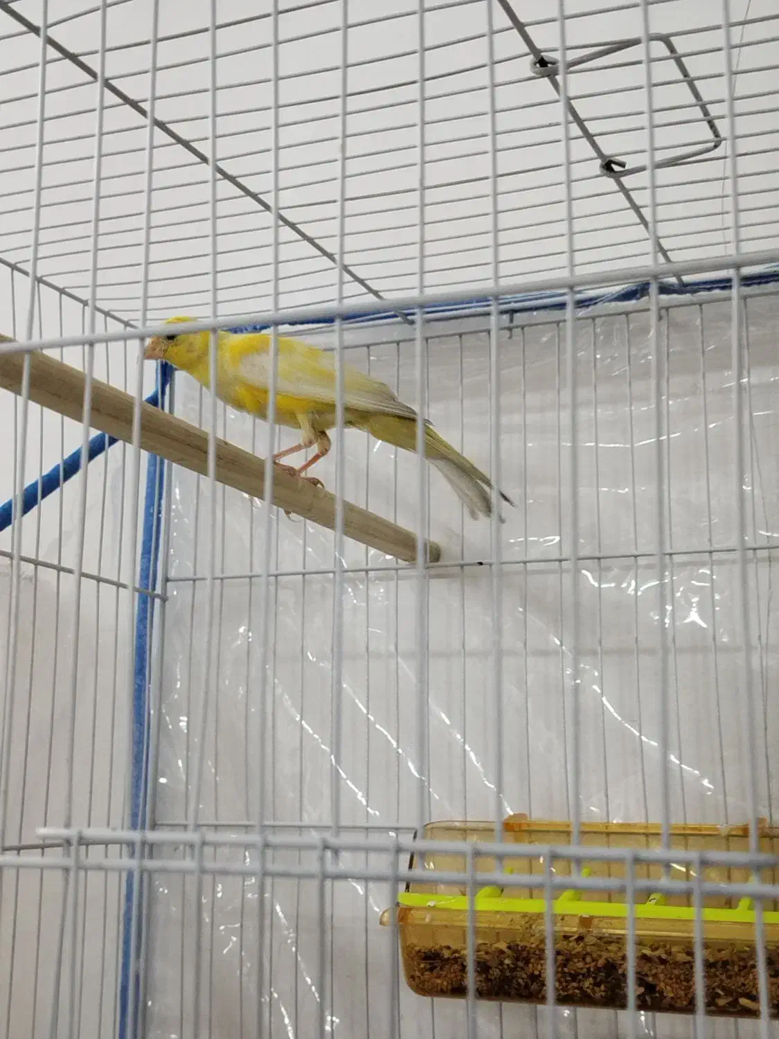 قناری لیمویی|پرنده|مشهد, ادیب نیشابوری (شهرک غرب)|دیوار