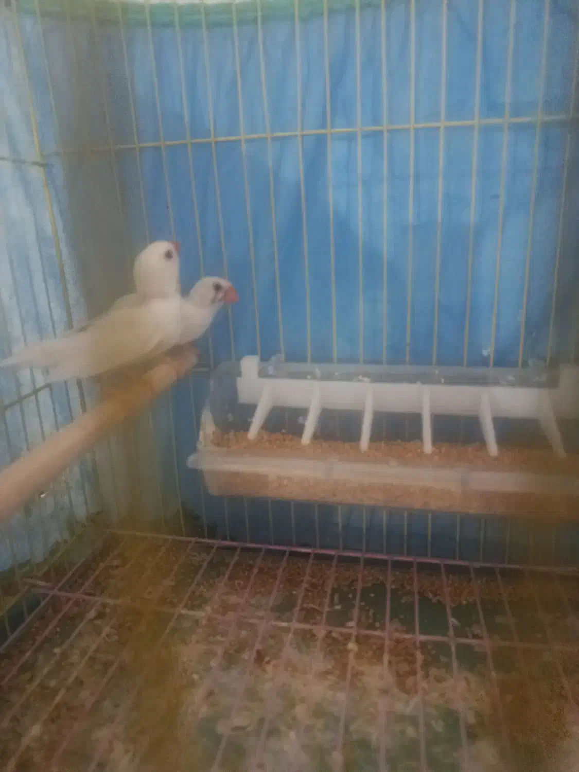 فنچ|پرنده|بندرعباس, |دیوار