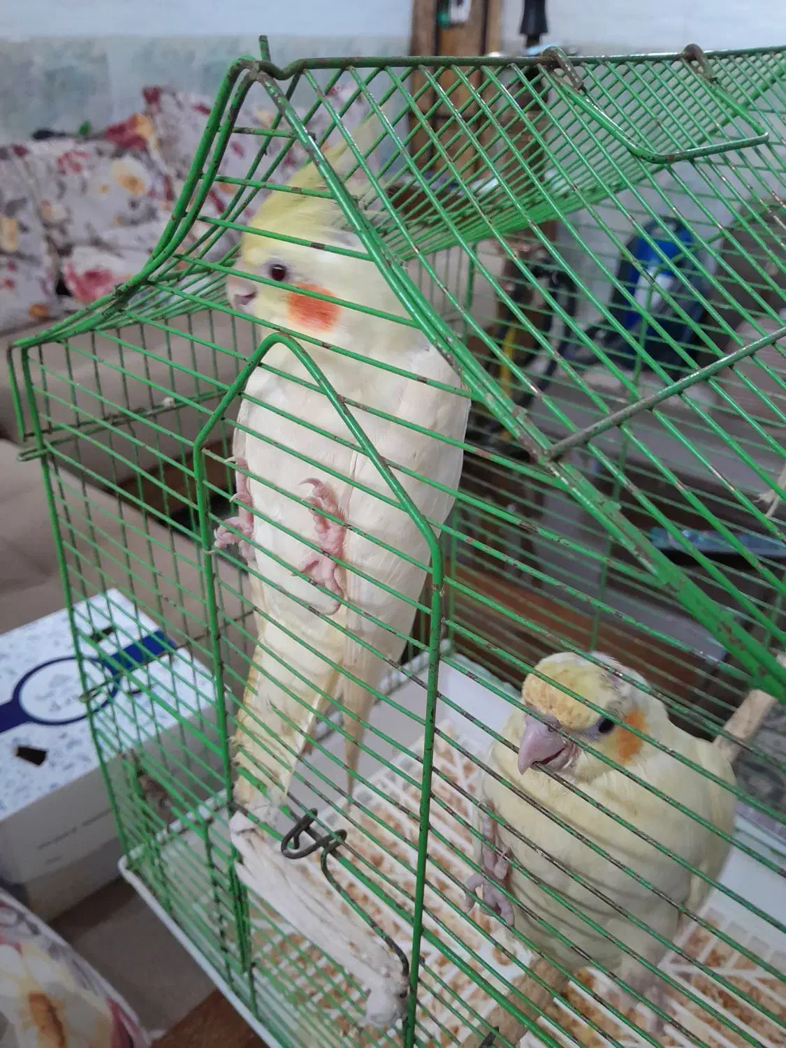 جوجه عروس هلندی|پرنده|قشم, |دیوار