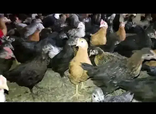 جوجه مرغ و خروس محلی پاسیاه|حیوانات مزرعه|شیراز, رکن‌آباد|دیوار