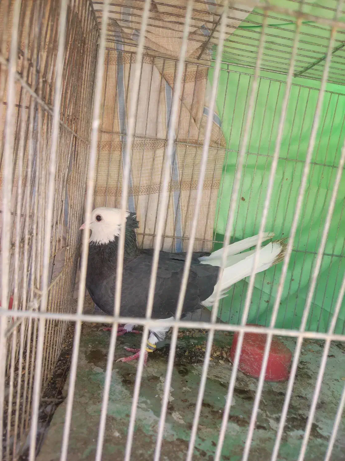 کبوتر شازده ماده|پرنده|اصفهان, مسجد مصلی|دیوار