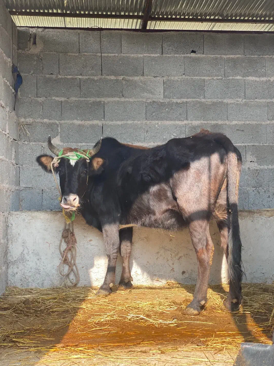 گاو شکم دار ۸ ماه جوان درشت|حیوانات مزرعه|ماسال, |دیوار