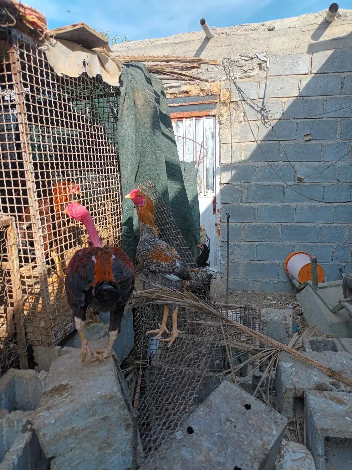 خروس چا بهاری|حیوانات مزرعه|بیکاه, |دیوار