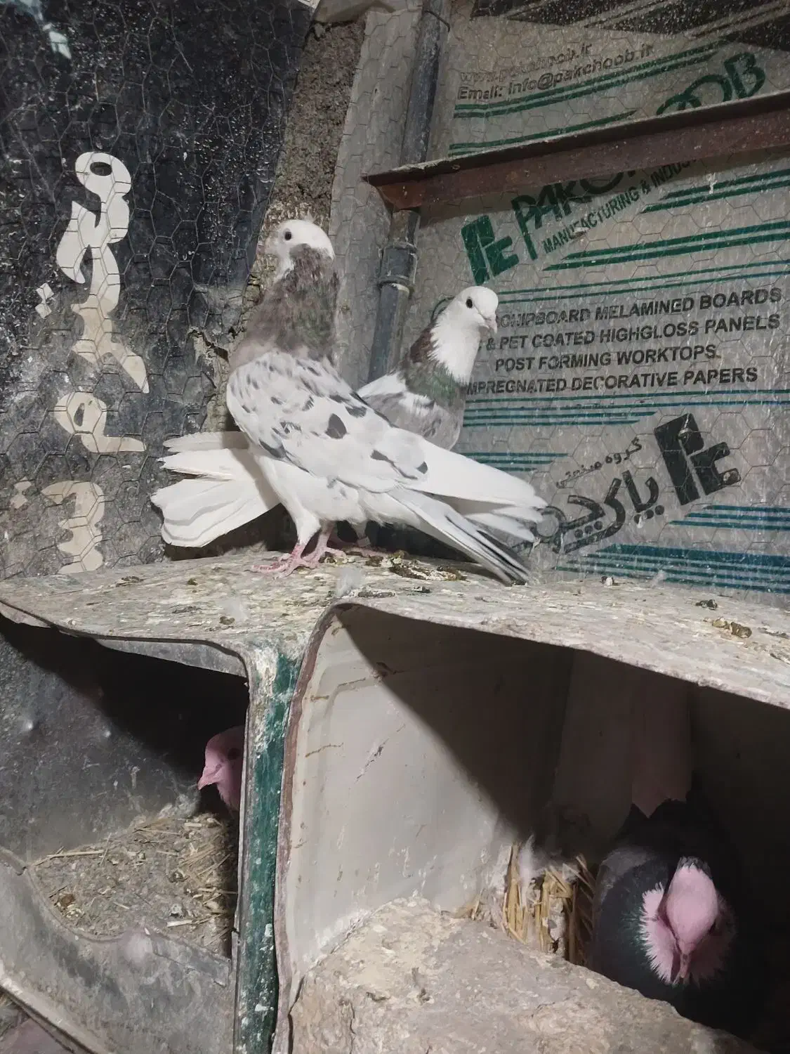 هماسرور(شازده)|پرنده|پیر بکران, |دیوار