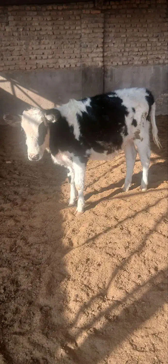 گوساله ماده|حیوانات مزرعه|تربت جام, میان جام|دیوار