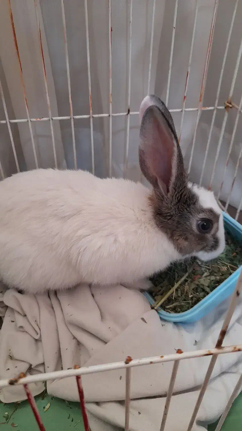 خرگوش بازیگوش|موش و خرگوش|تبریز, |دیوار