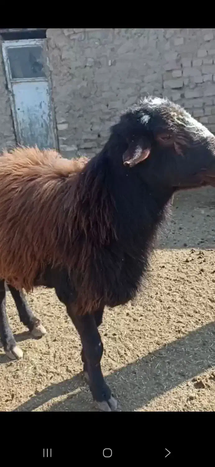 قوچ|حیوانات مزرعه|رضویه, |دیوار