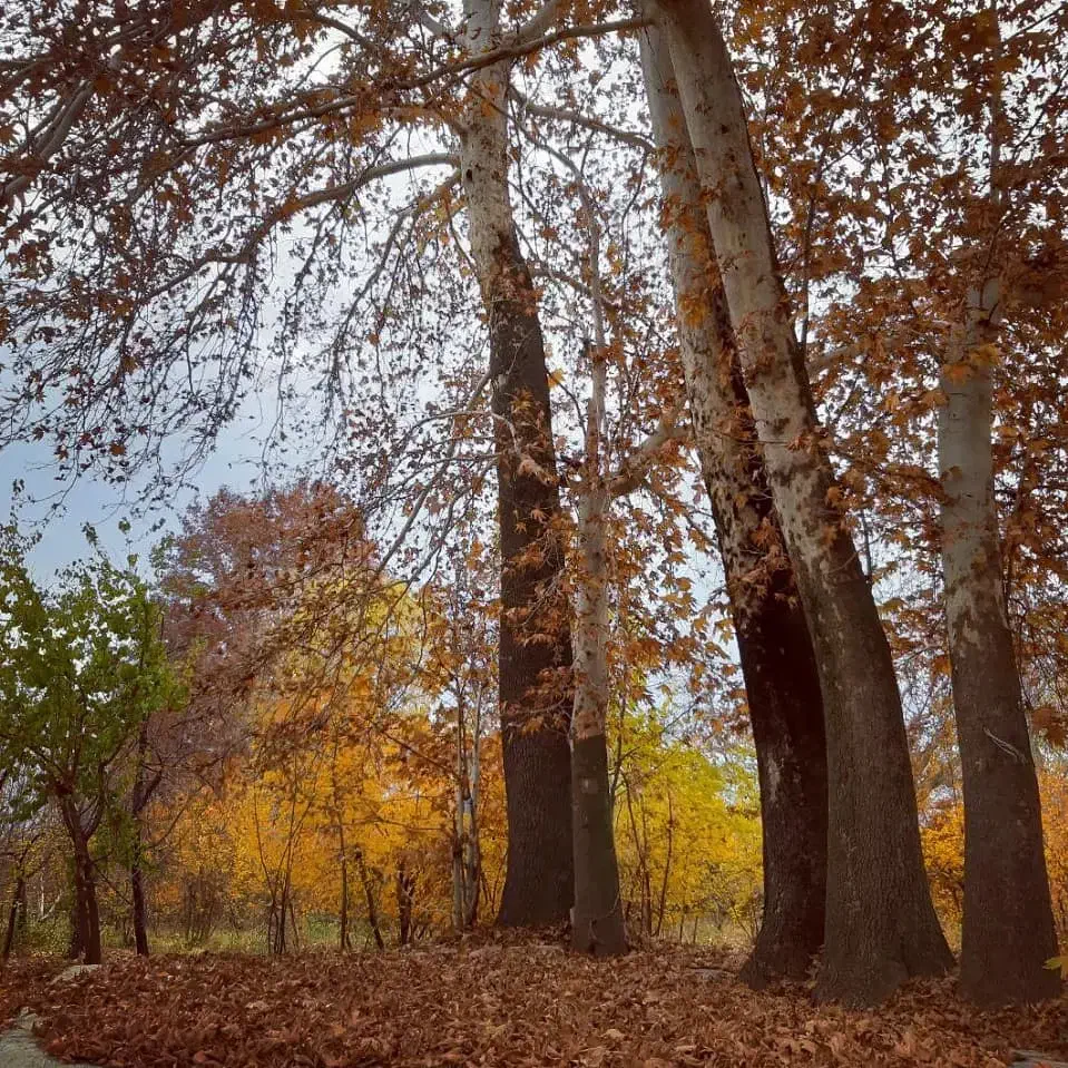 خریدفروش انوع چوب گردو،چنار،میوه،تیرچوب|خدمات باغبانی و درختکاری|کنگاور, |دیوار