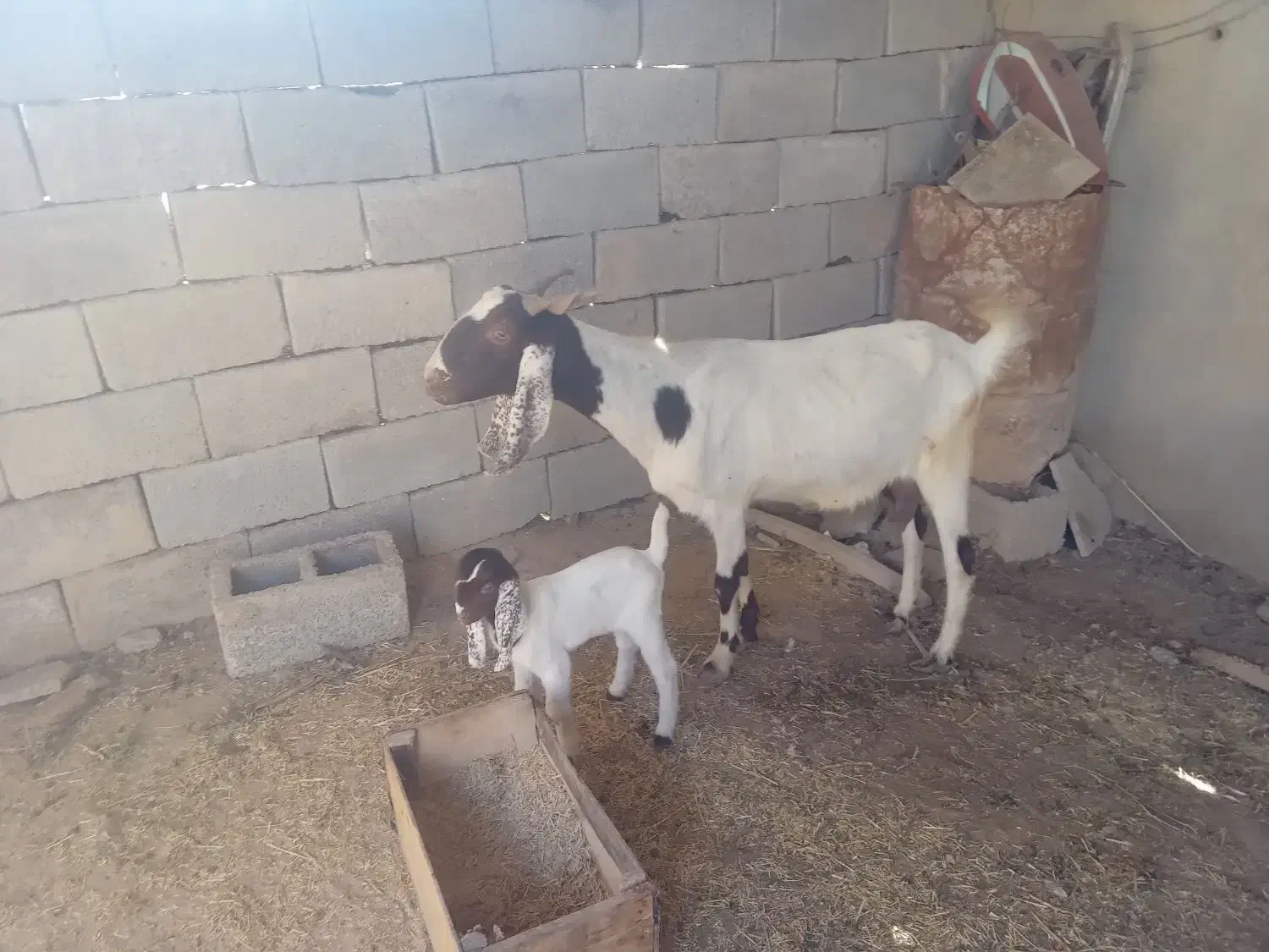 بز سرحال|حیوانات مزرعه|شادگان, |دیوار