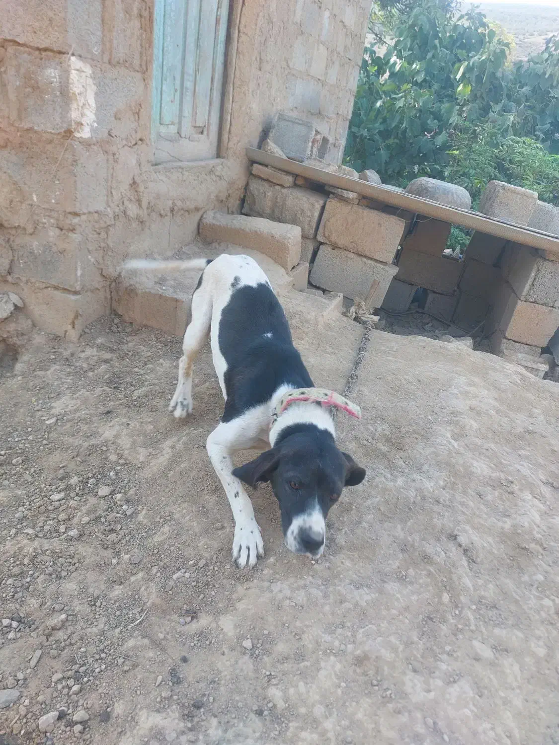 توله دنبلان میکس آموزش دیده و جنگل رفته|سگ|گلی داغ, |دیوار