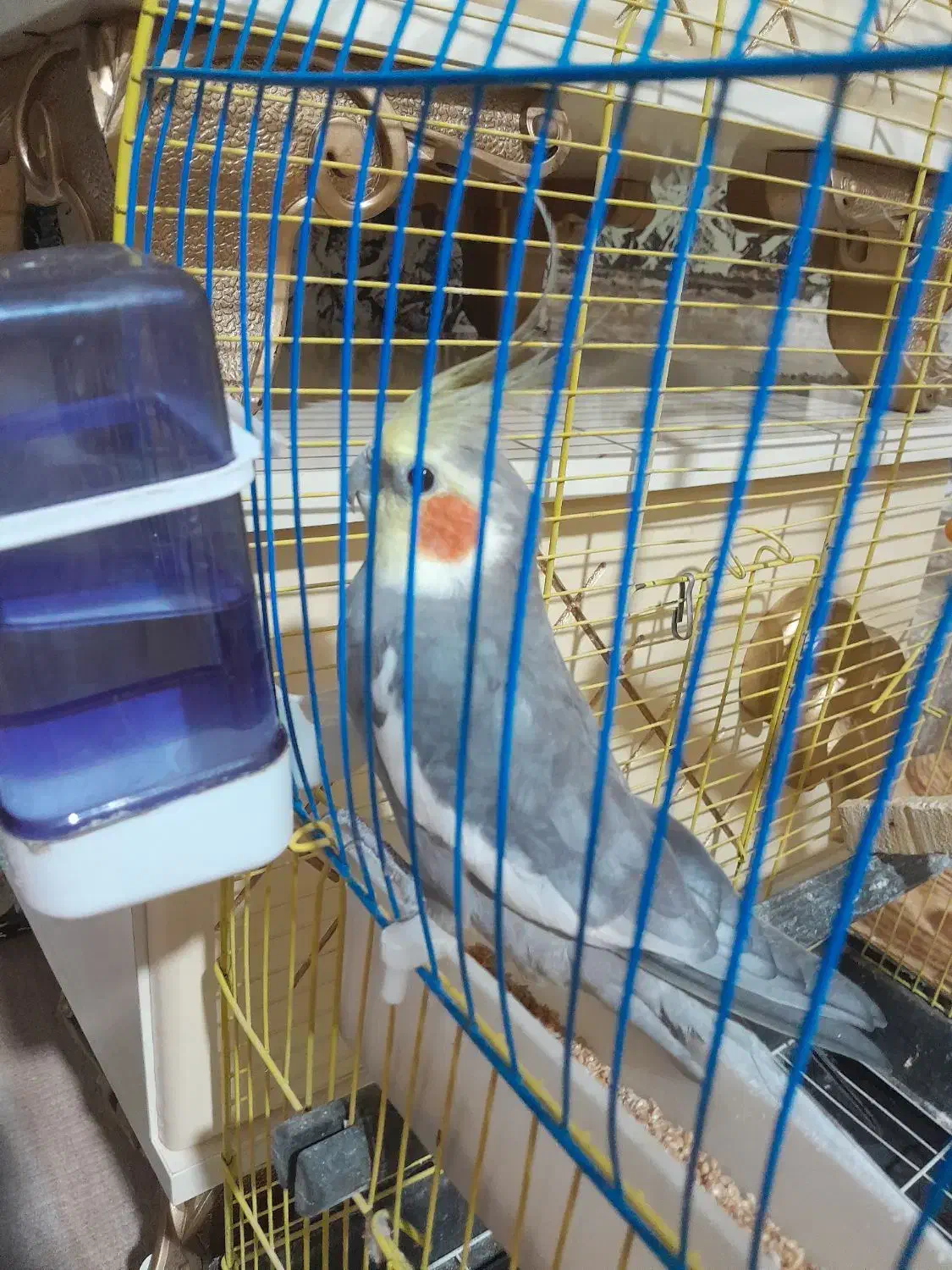 عروس هلنی آواز خوان|پرنده|خوی, |دیوار