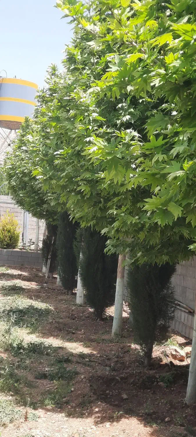 فروش باغ ۱۰۰۰ متری در ملوسجان|فروش زمین و ملک کلنگی|شیراز, حومه شیراز|دیوار