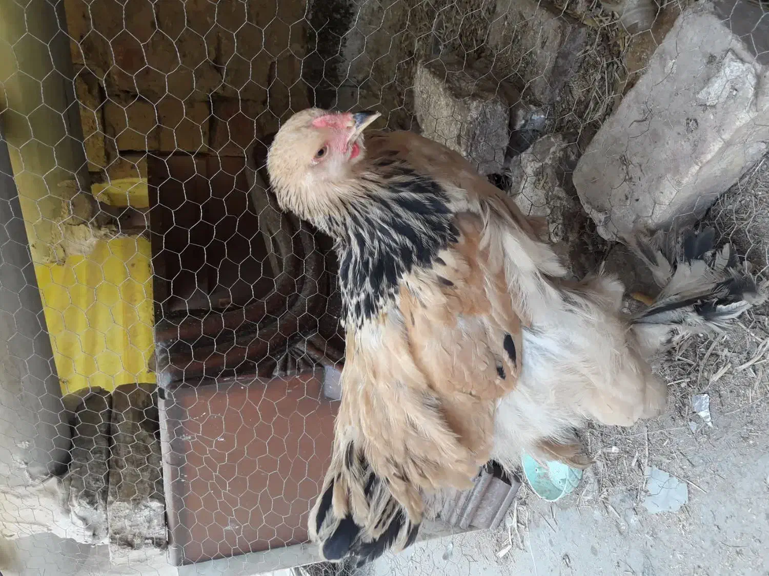 نیمچه برهما|حیوانات مزرعه|قم, علی آباد سعدگان|دیوار