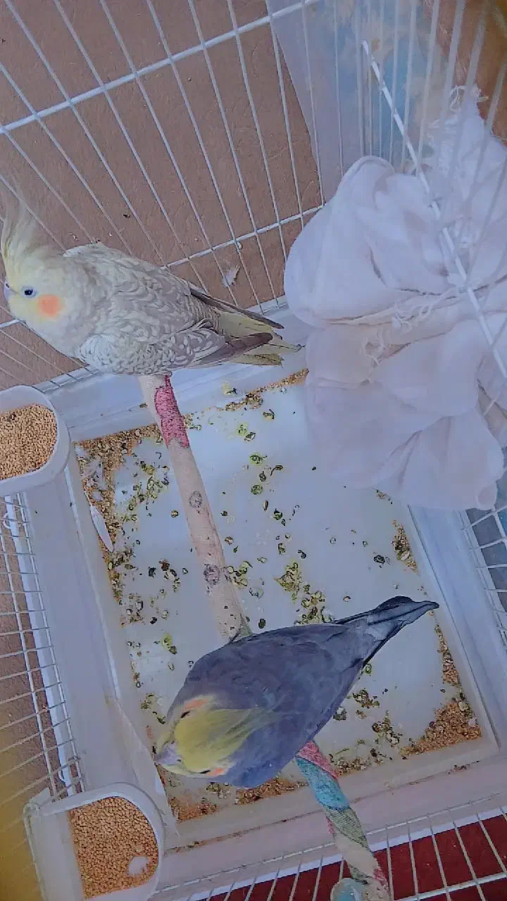 عروس|پرنده|گرگان, |دیوار