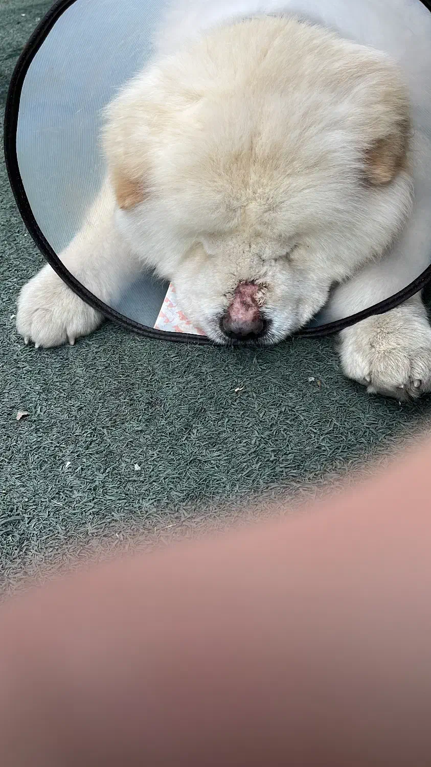 چاو چاو|سگ|رشت, جهاد|دیوار