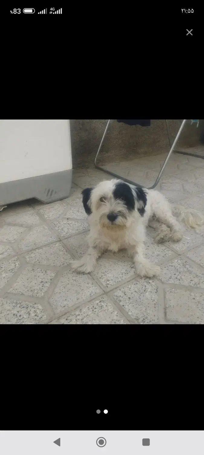 یک‌سگ‌پاکوتاه‌|سگ|قوچان, |دیوار