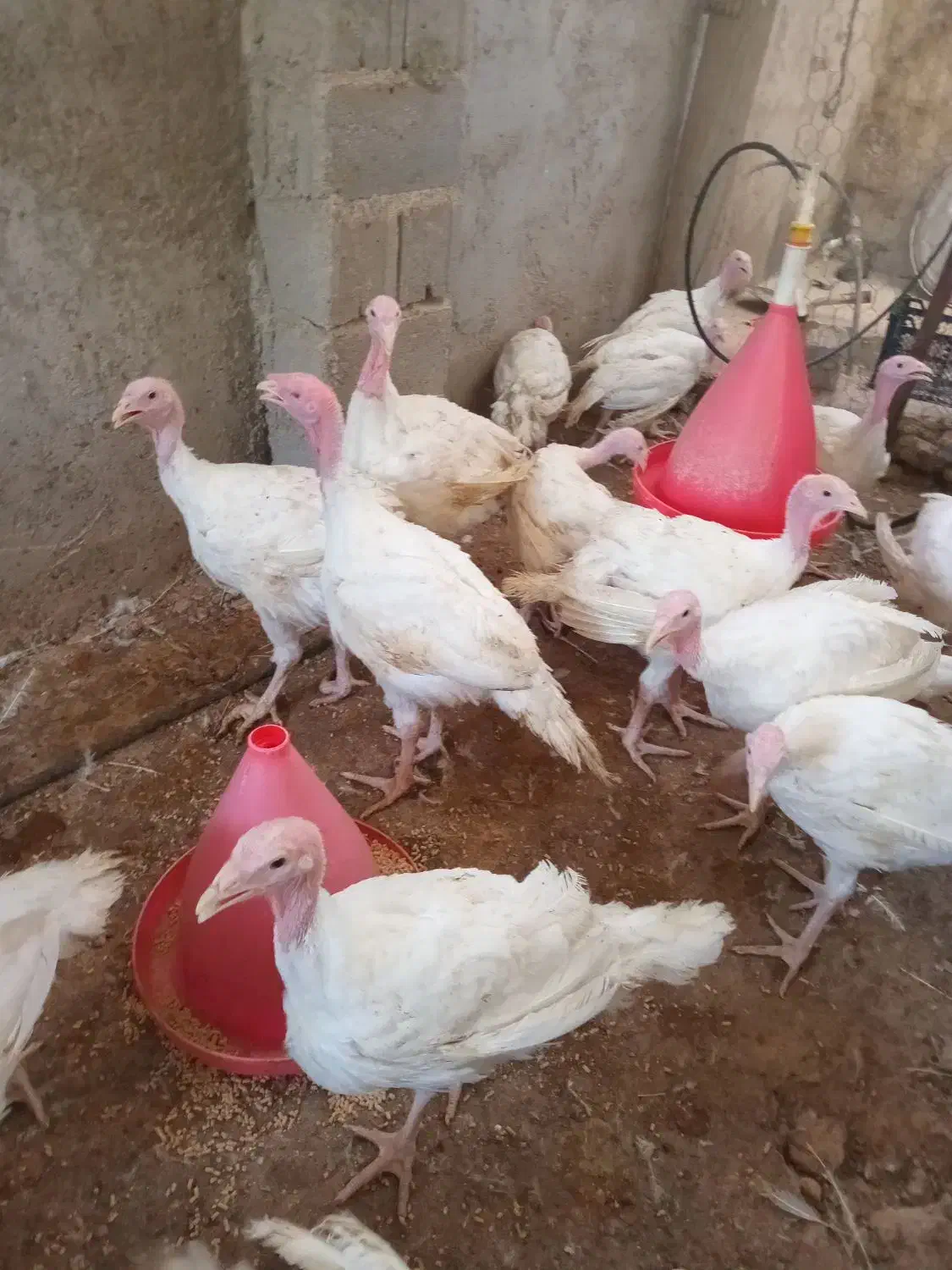 جوجه بوقلمو بیوتی 4کیلویی|حیوانات مزرعه|زرین دشت (فارس), |دیوار