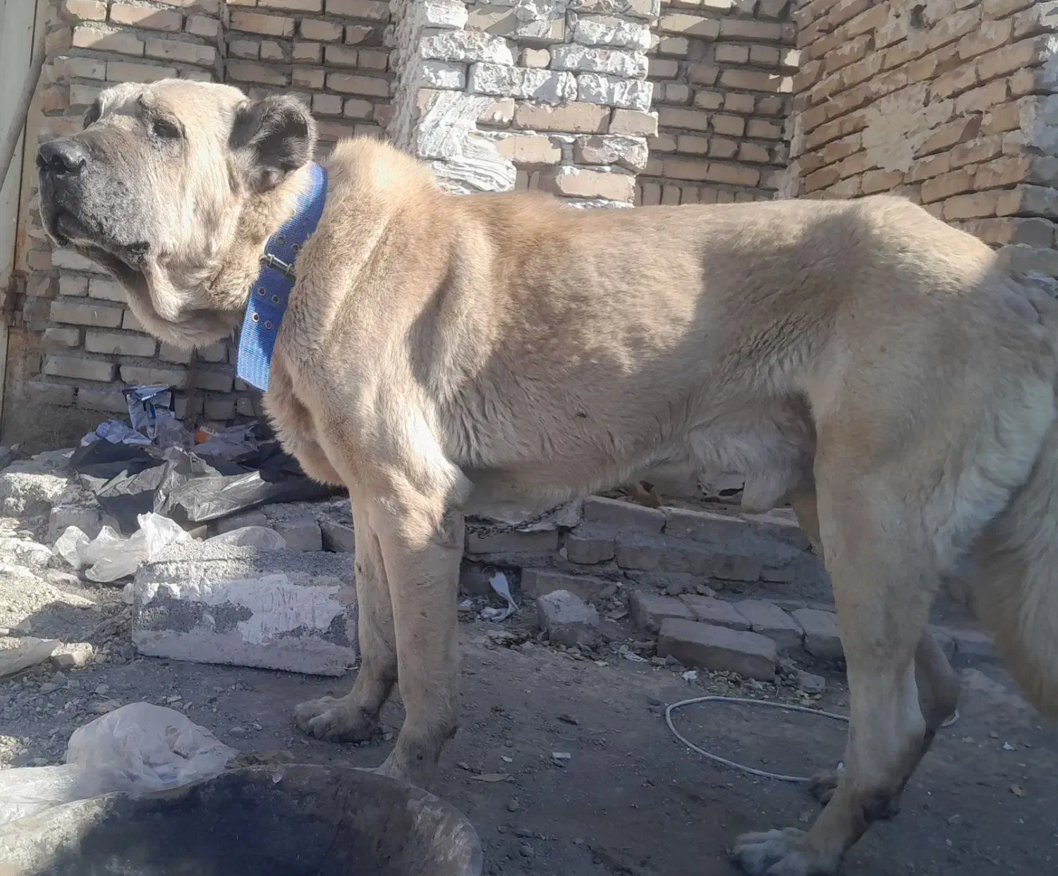 سک سرابی|سگ|رباط‌کریم, نصیرشهر|دیوار