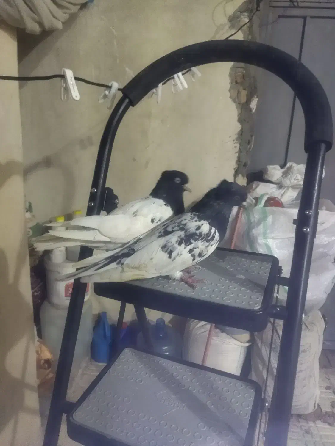 کبوتر کله سیاه|پرنده|دورود, |دیوار