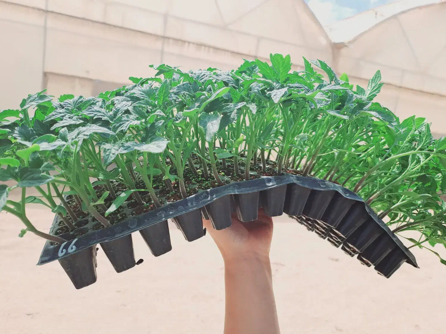 تولید انواع نشا صیفیجات|خدمات باغبانی و درختکاری|کهنوج, |دیوار