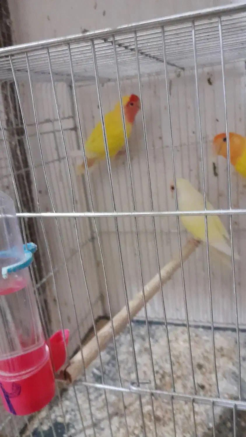 سلام کوتوله ماده دونه ۷۰۰|پرنده|خمینیشهر, |دیوار