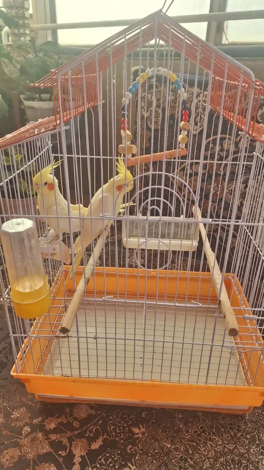 دو عدد پرنده عروس هلندی با قفس و لانه چوبی|پرنده|قائم‌شهر, |دیوار