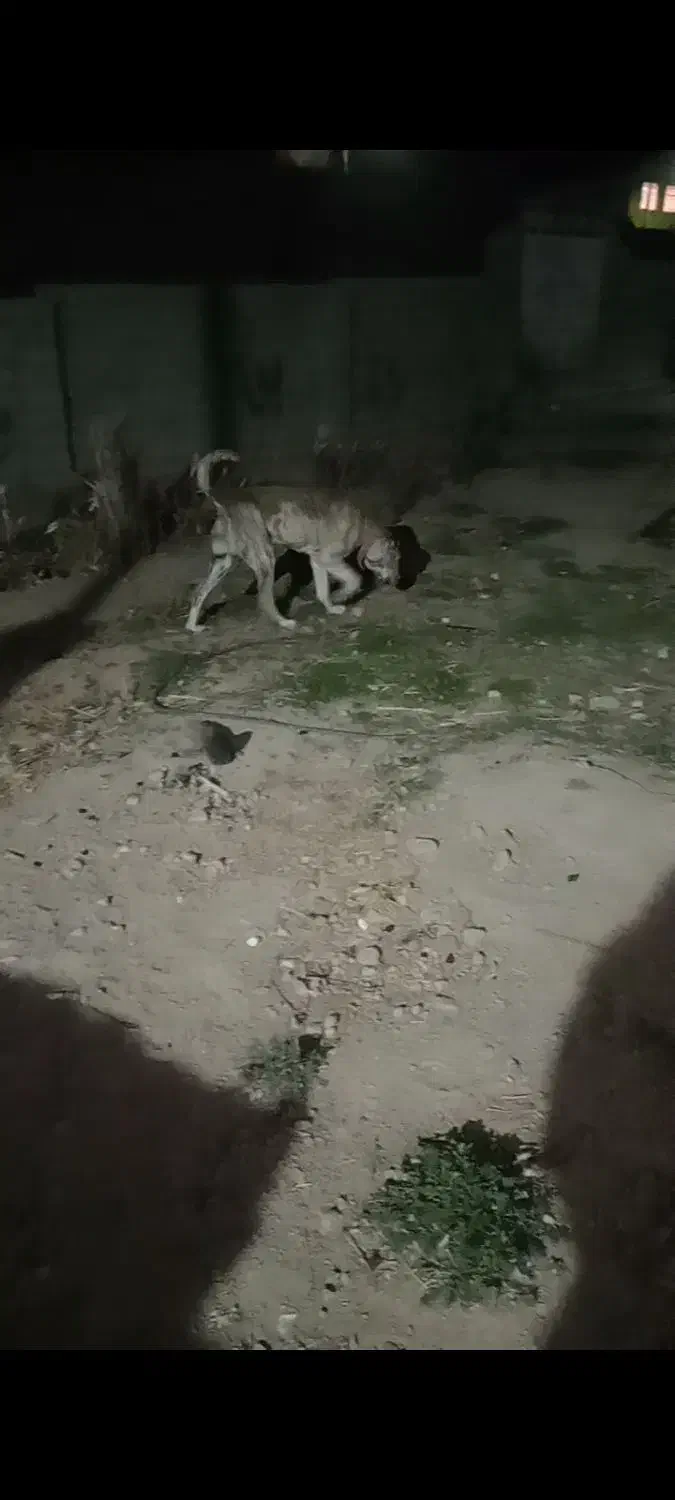 سک افغانی نر دوساله|سگ|جونقان, |دیوار