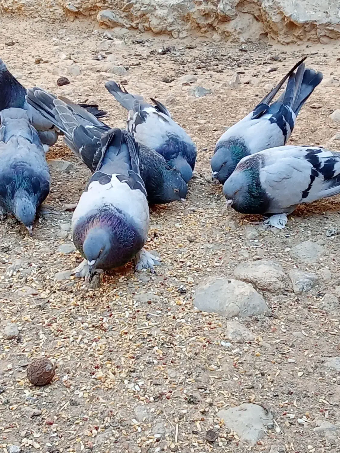 کبوتر پر|پرنده|فارسان, |دیوار