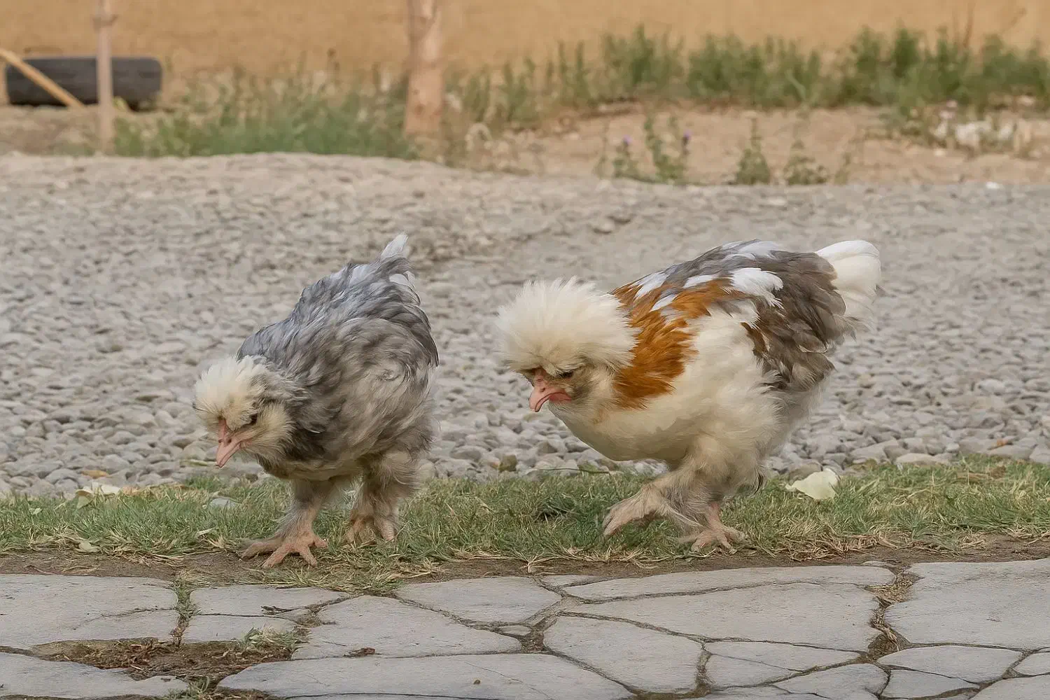 مرغ پاپر نژاد دار|حیوانات مزرعه|احمدآبادمستوفی, |دیوار