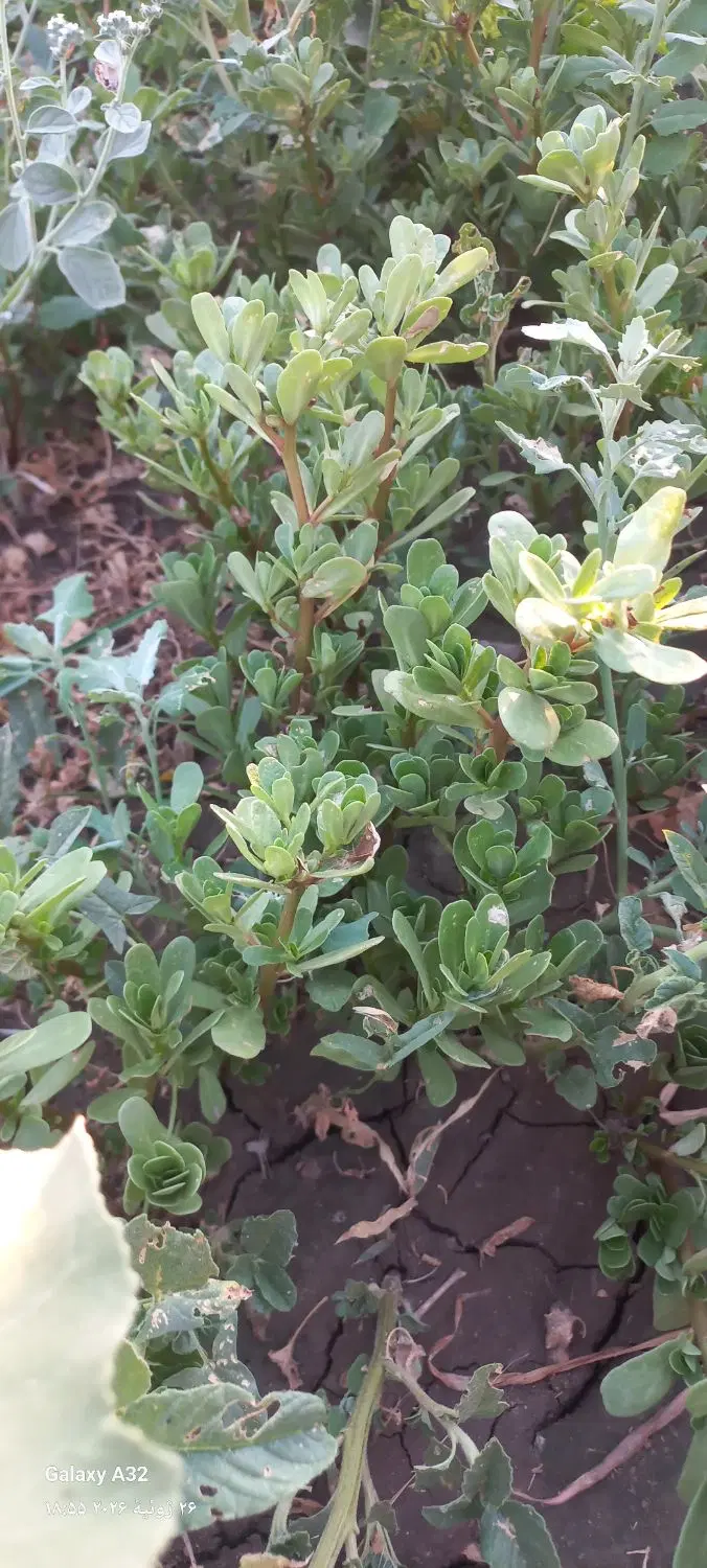 خرفه|خوردنی و آشامیدنی|کرمانشاه, |دیوار