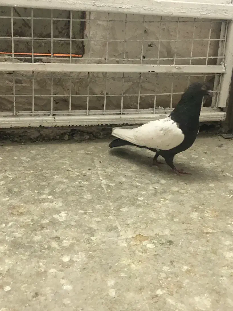 کفتر پرش صید|پرنده|مشهد, عبادی|دیوار