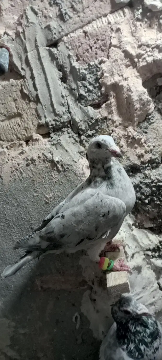 کفتر فروشی|پرنده|سبزوار, زینبیه|دیوار