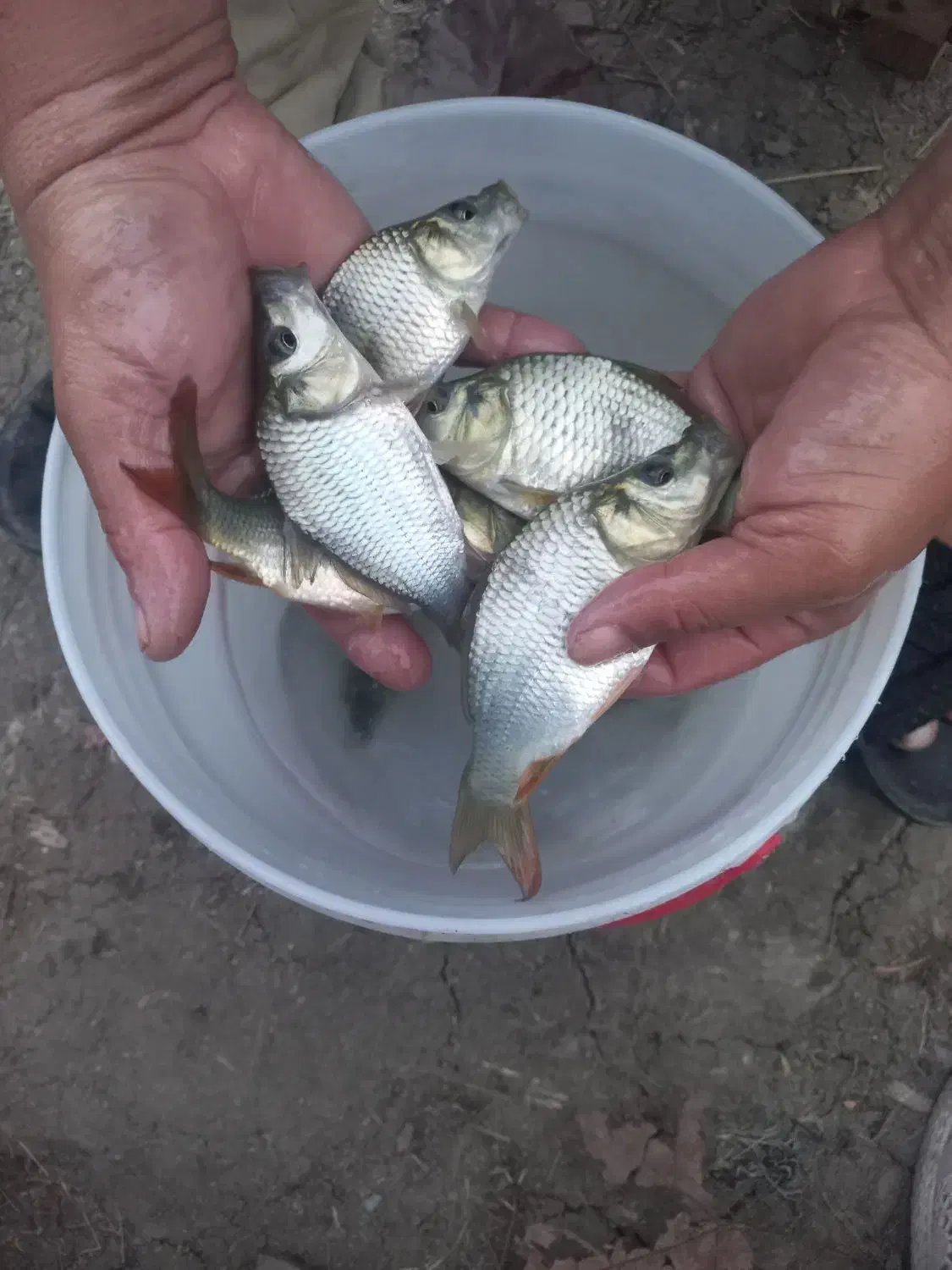 ماهی کپور بدون واسطه|ماهی|رشت, حومه رشت|دیوار