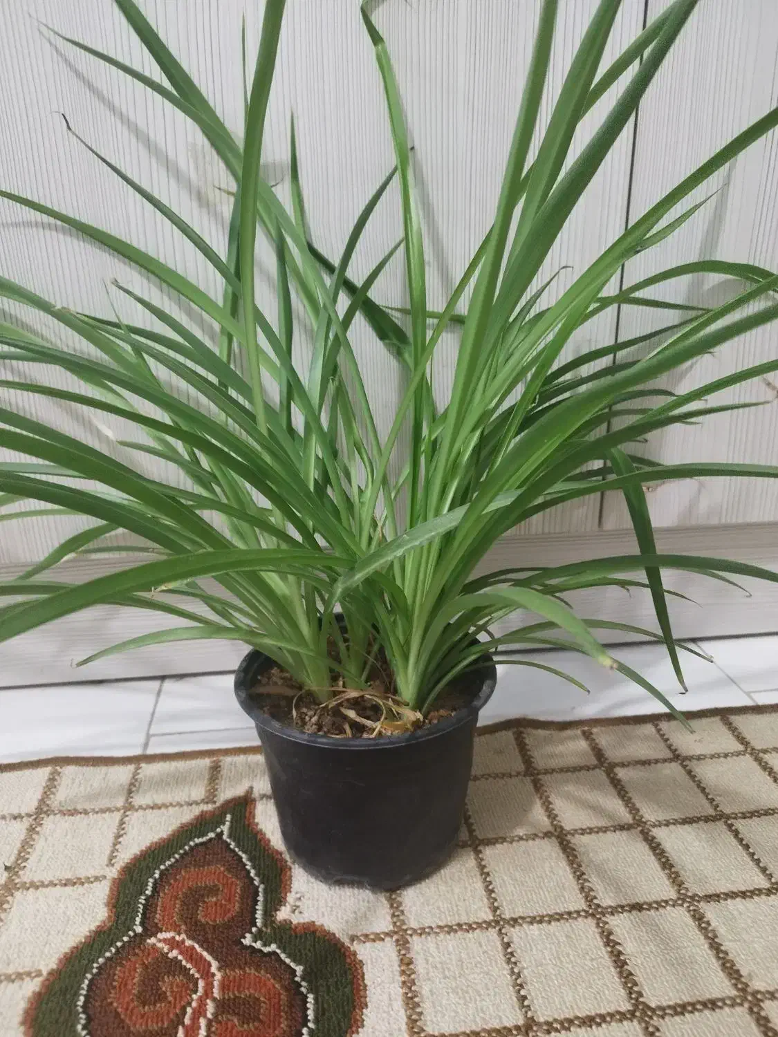 گل گندمی|گل و گیاه طبیعی|مشهد, نوید|دیوار