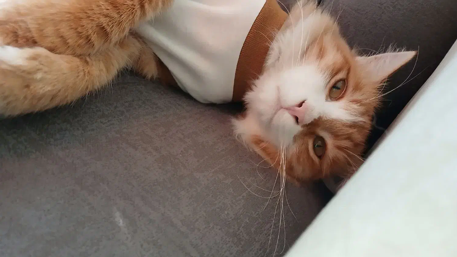 گربه|گربه|کرج, شهرک آسمان|دیوار