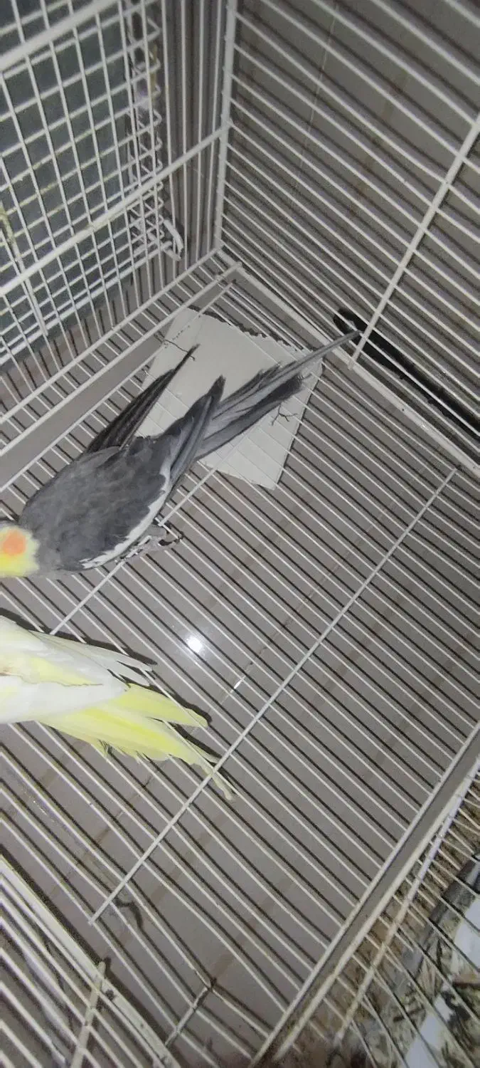 یک جفت عروس هلندی لوتینو وخاکستری به شرط تخم|پرنده|تربت جام, پاسداران|دیوار