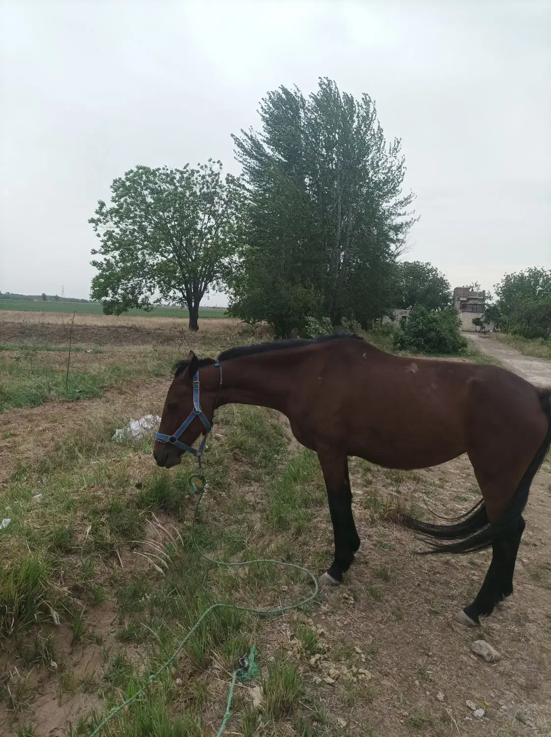 اسب مادیان|اسب و تجهیزات اسب‌سواری|قزوین, |دیوار