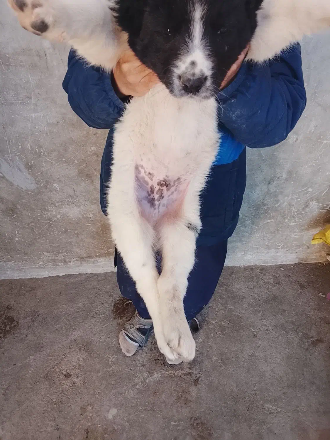 سگ خوب|سگ|خاش, |دیوار