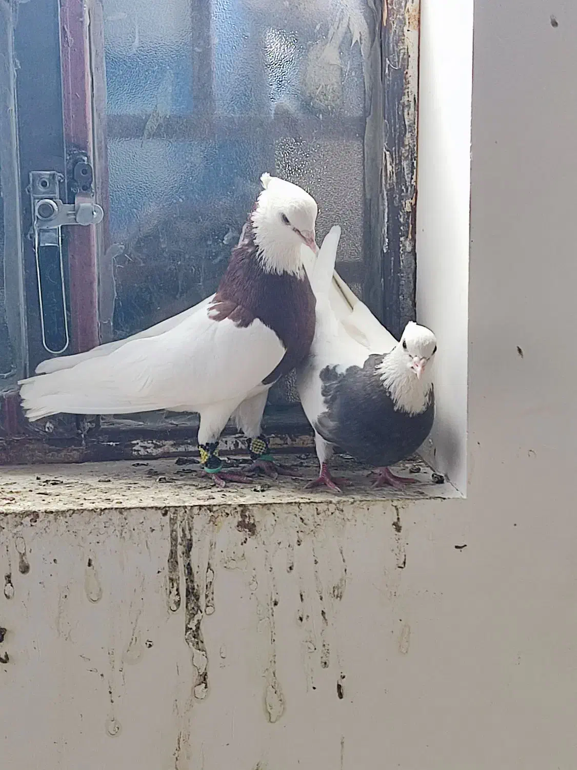 نروماده طوقی ضمانتی|پرنده|زابل, |دیوار