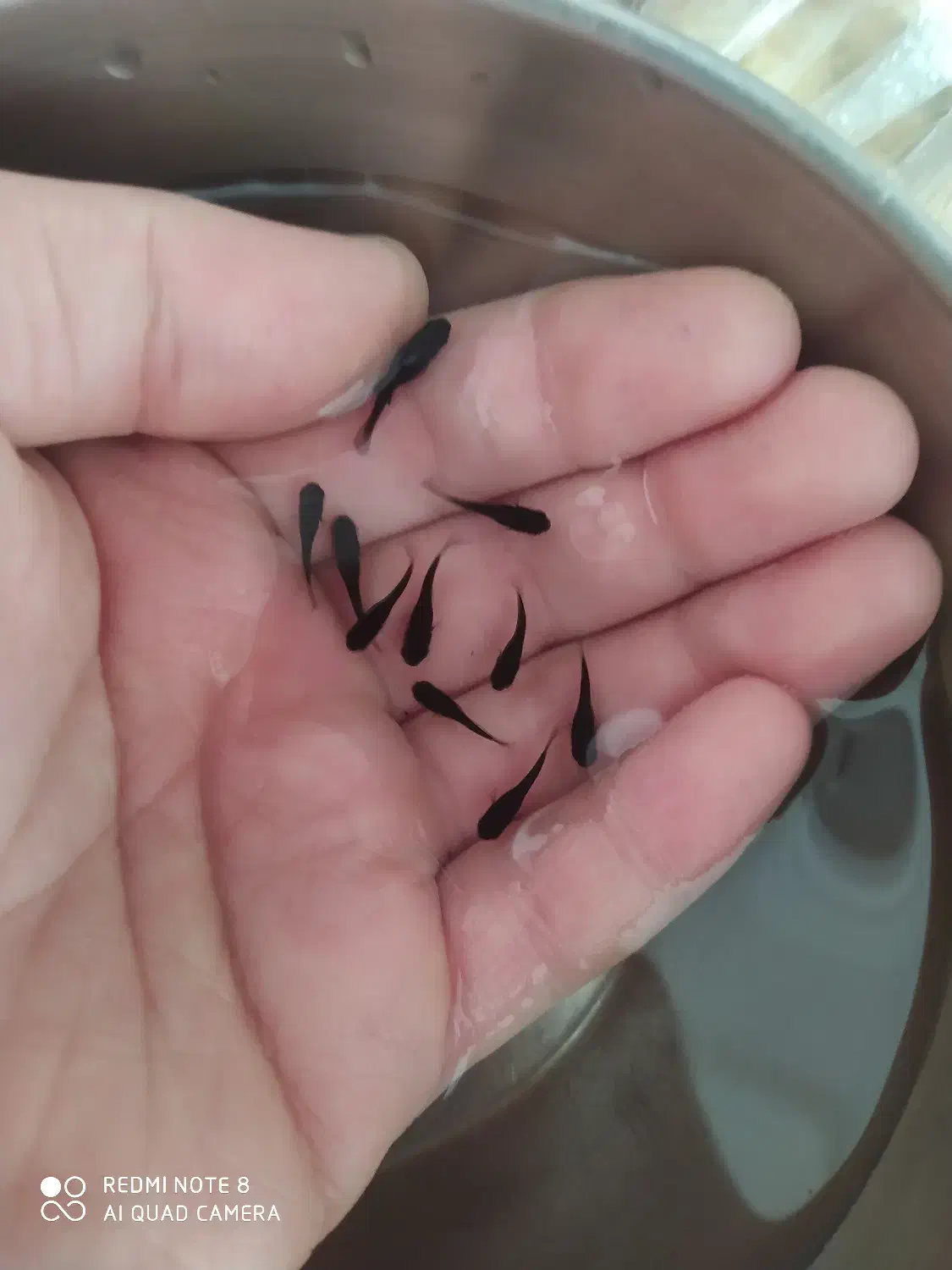 ماهی|ماهی|شیروان (خراسان), |دیوار