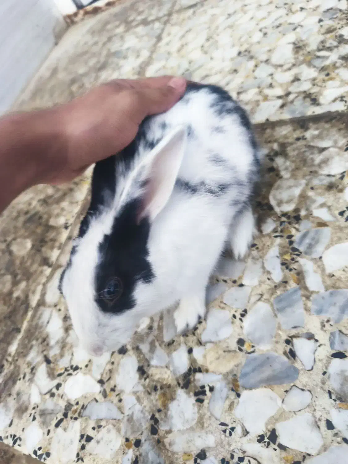 خرگوش|موش و خرگوش|شوشتر, |دیوار