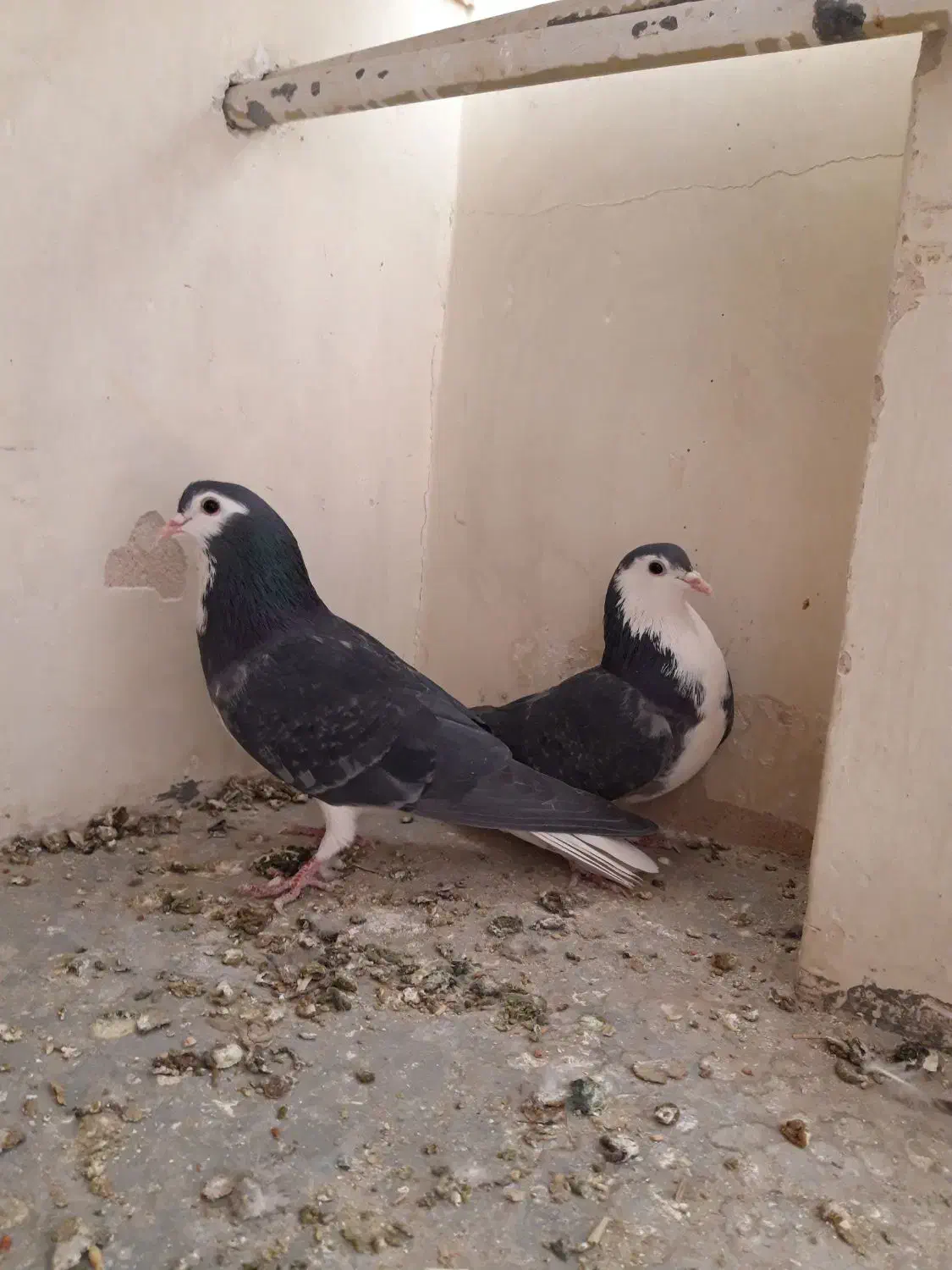 نروماده زره ای|پرنده|اصفهان, سرچشمه|دیوار