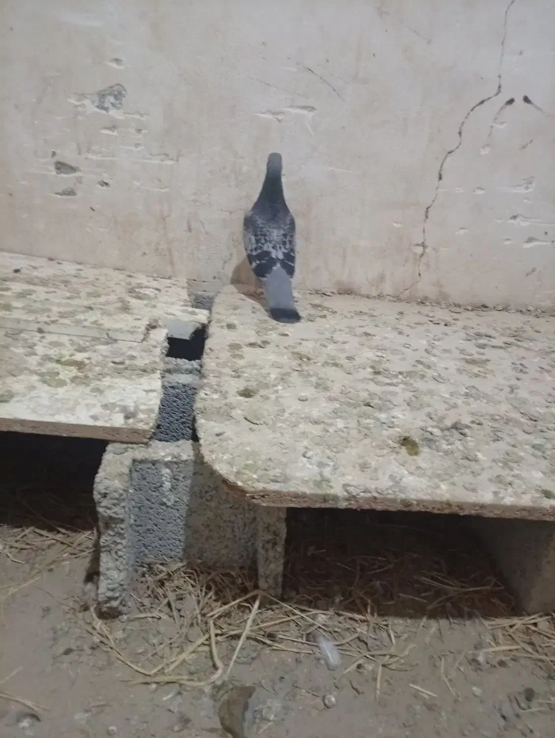 کبوتر|پرنده|سراوان, |دیوار