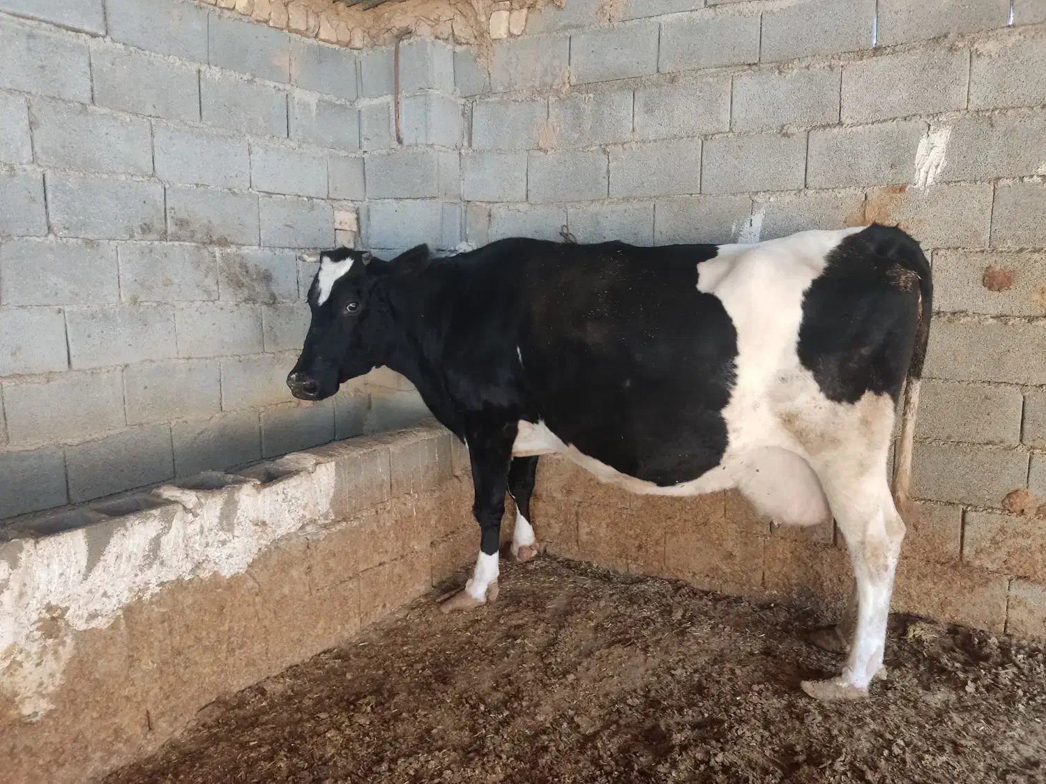 گاو گوساله|حیوانات مزرعه|کامفیروز, |دیوار