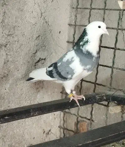 کبوترگمشده|حیوانات|کرج, کلاک نو|دیوار